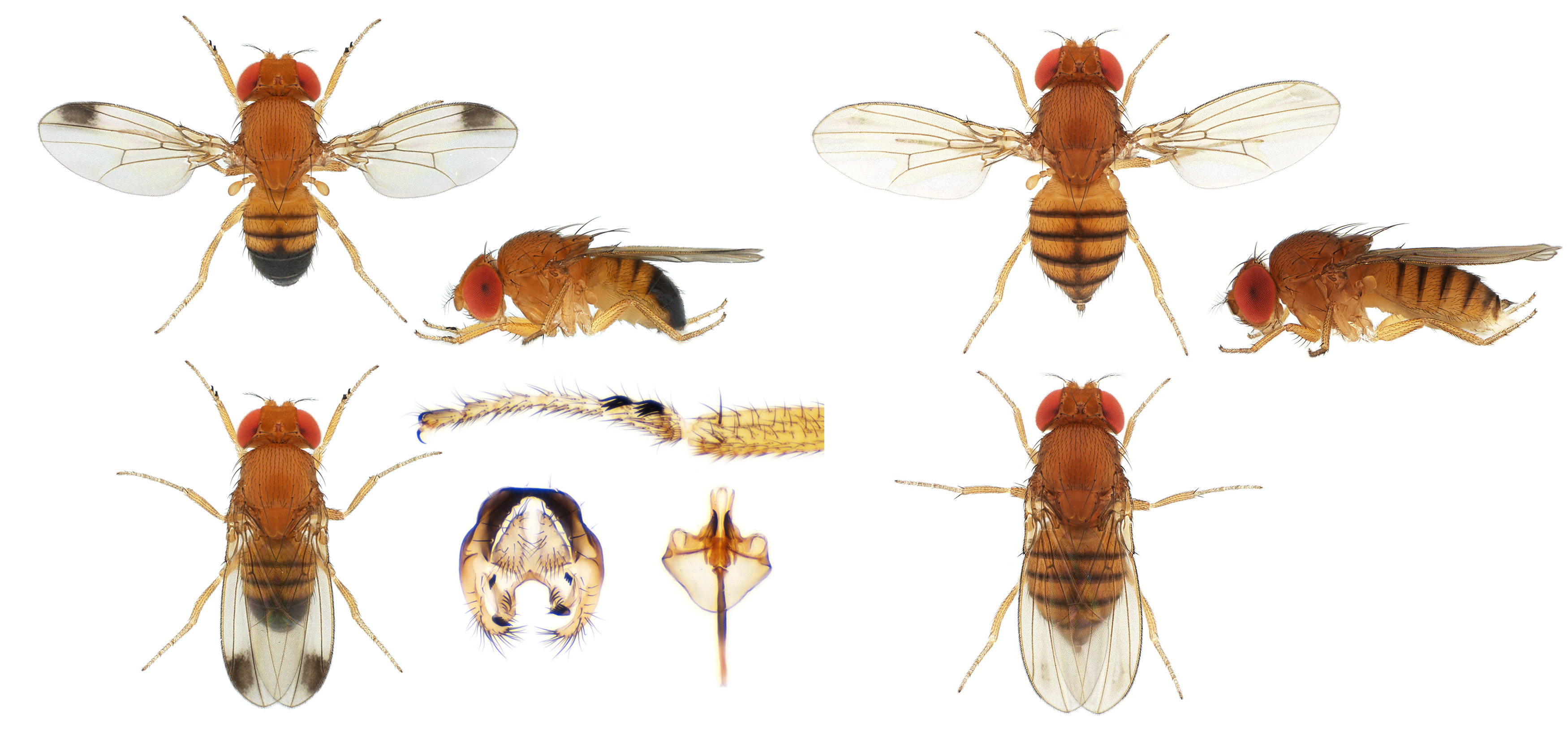 Drosophila (Sophophora) biarmipes-NCBSisoFline11_small