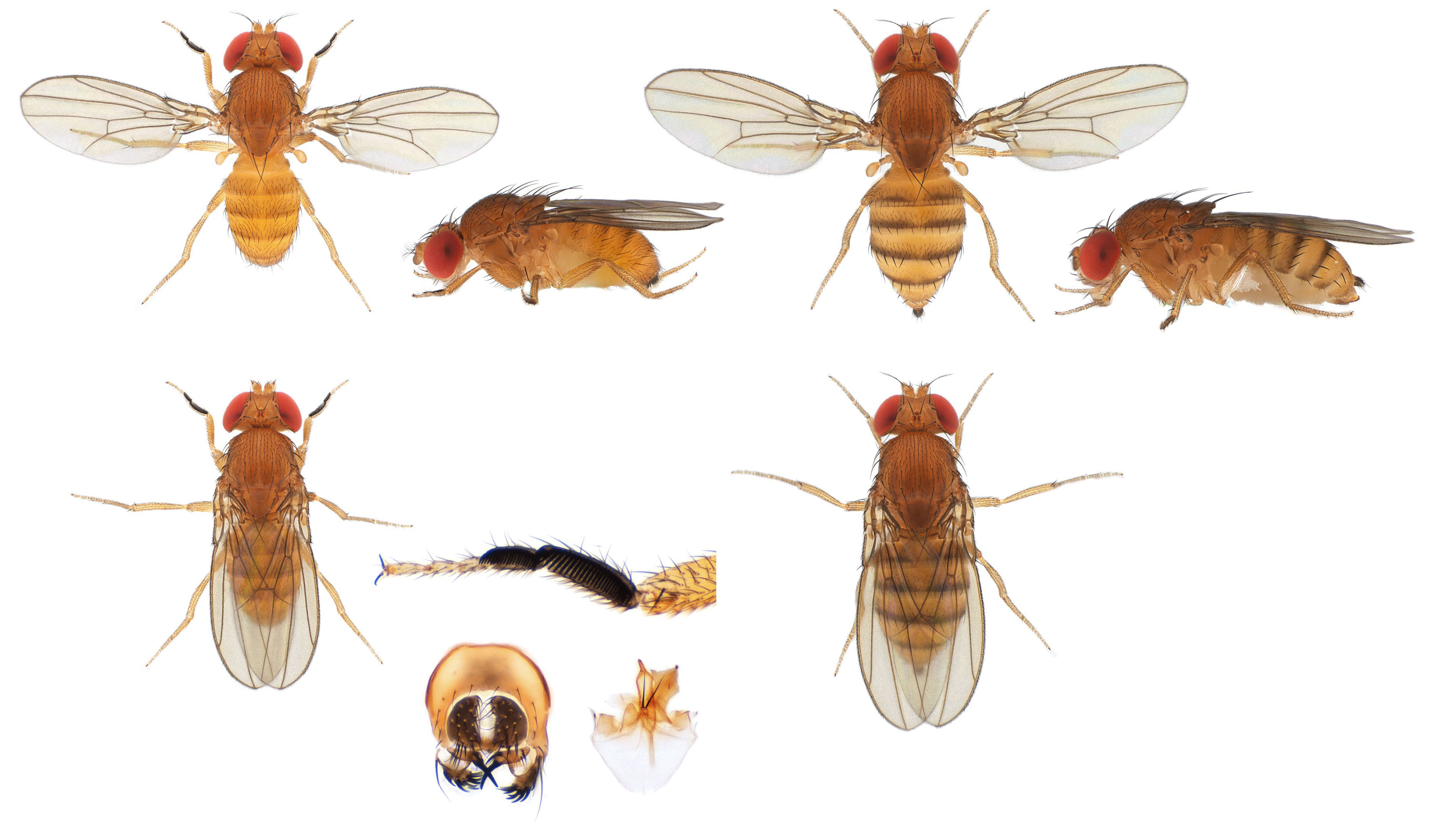 Drosophila (Sophophora) kikkawai-NCBSisoFline02_plate_small