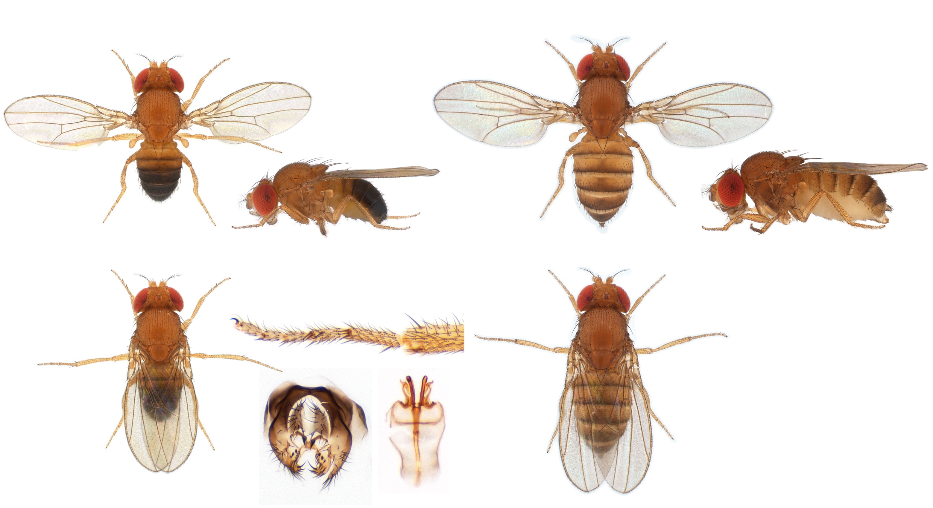 Drosophila (Sophophora) malerkotliana-isofemale line01_plate_small
