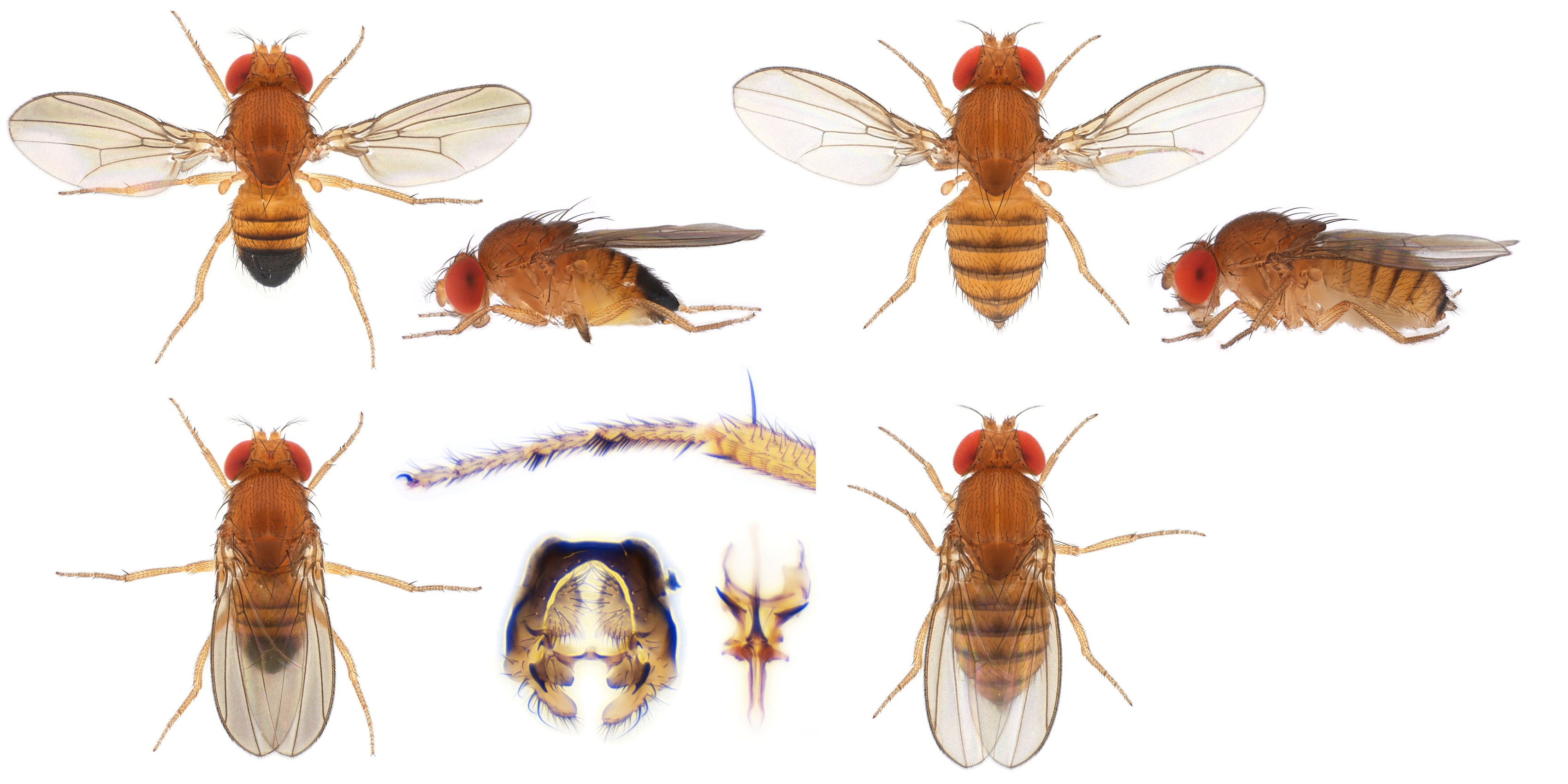 Drosophila (Sophophora) takahashii-NCBSisoFline01_plate_small