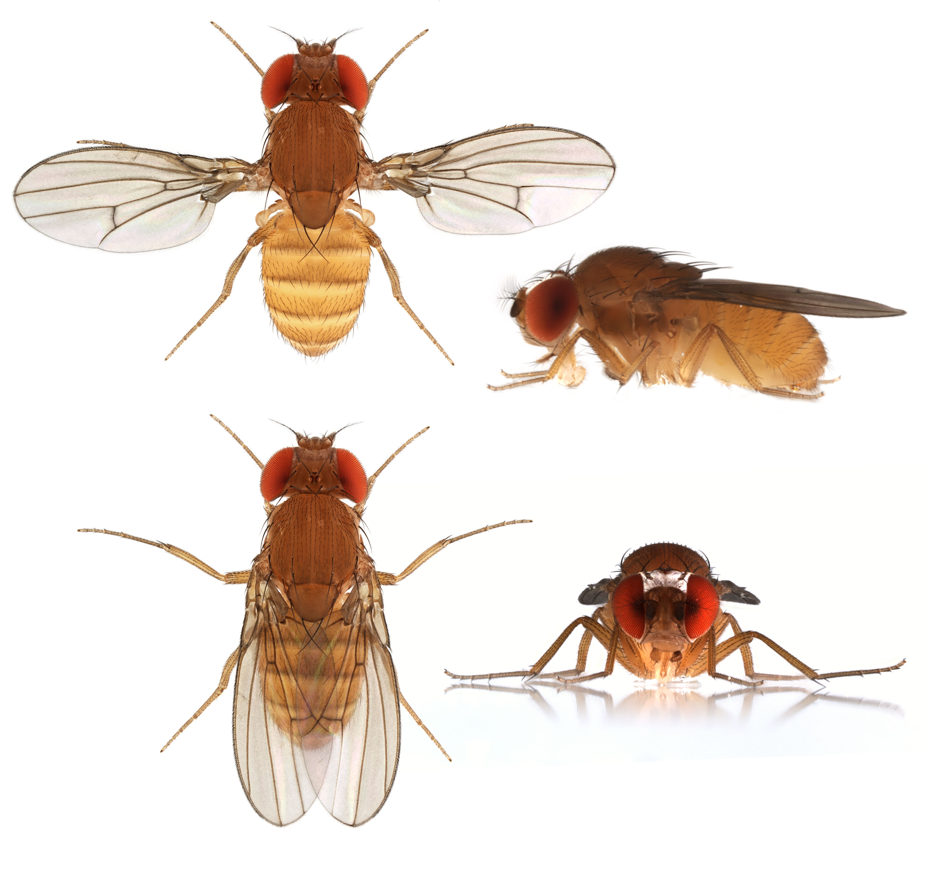 Drosophila-albomicans_male