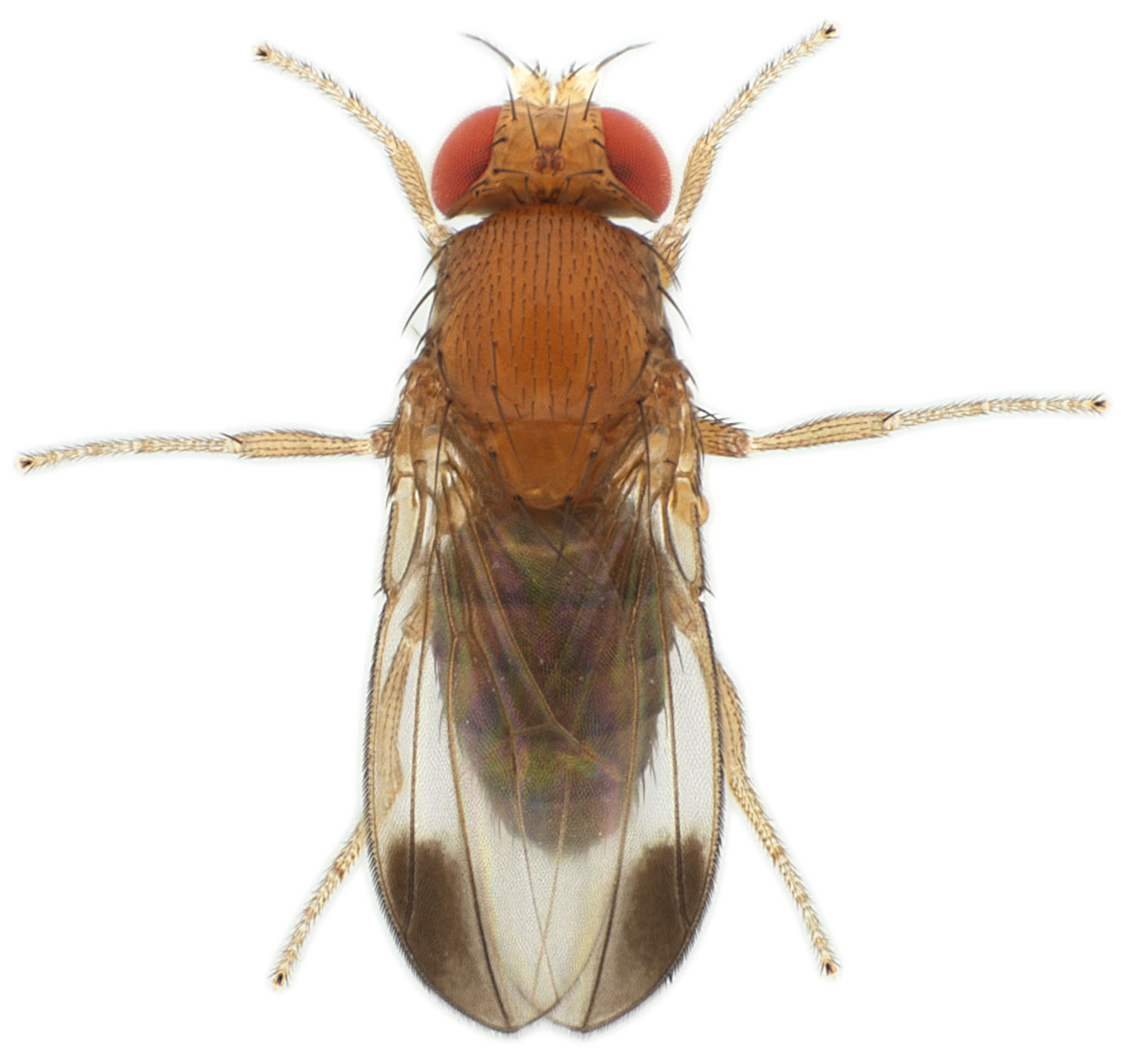 Drosophila elegans HK-iso1 genome male 1x12,5 dorsal-enhanced