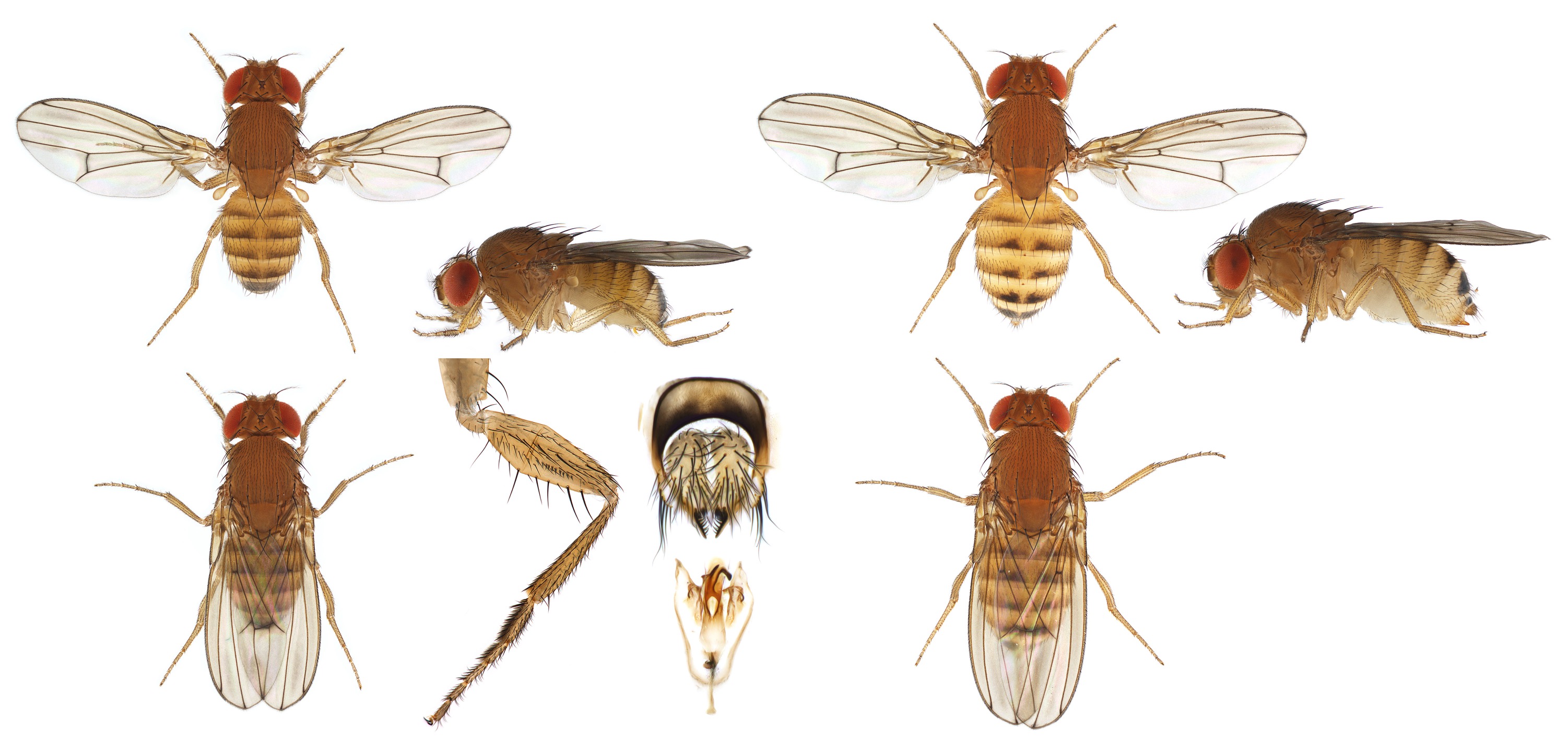 Drosophila immigrans_plate_small