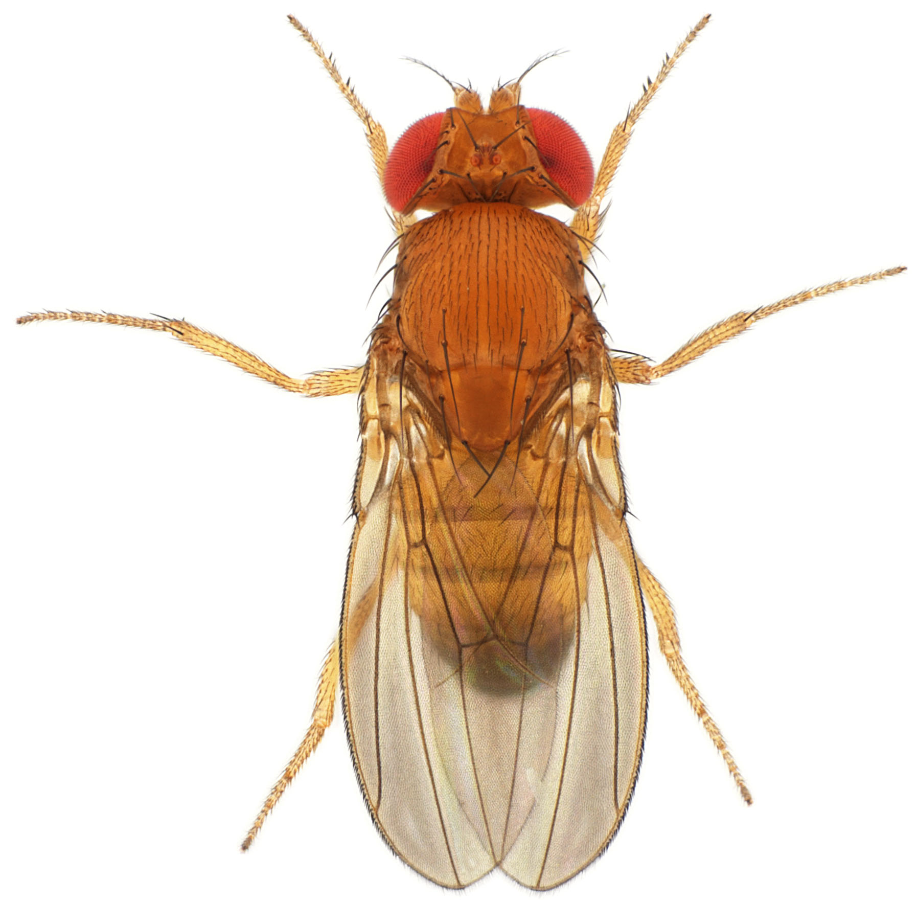 Drosophila lutescens male 1x12,5 dorsal-enhanced