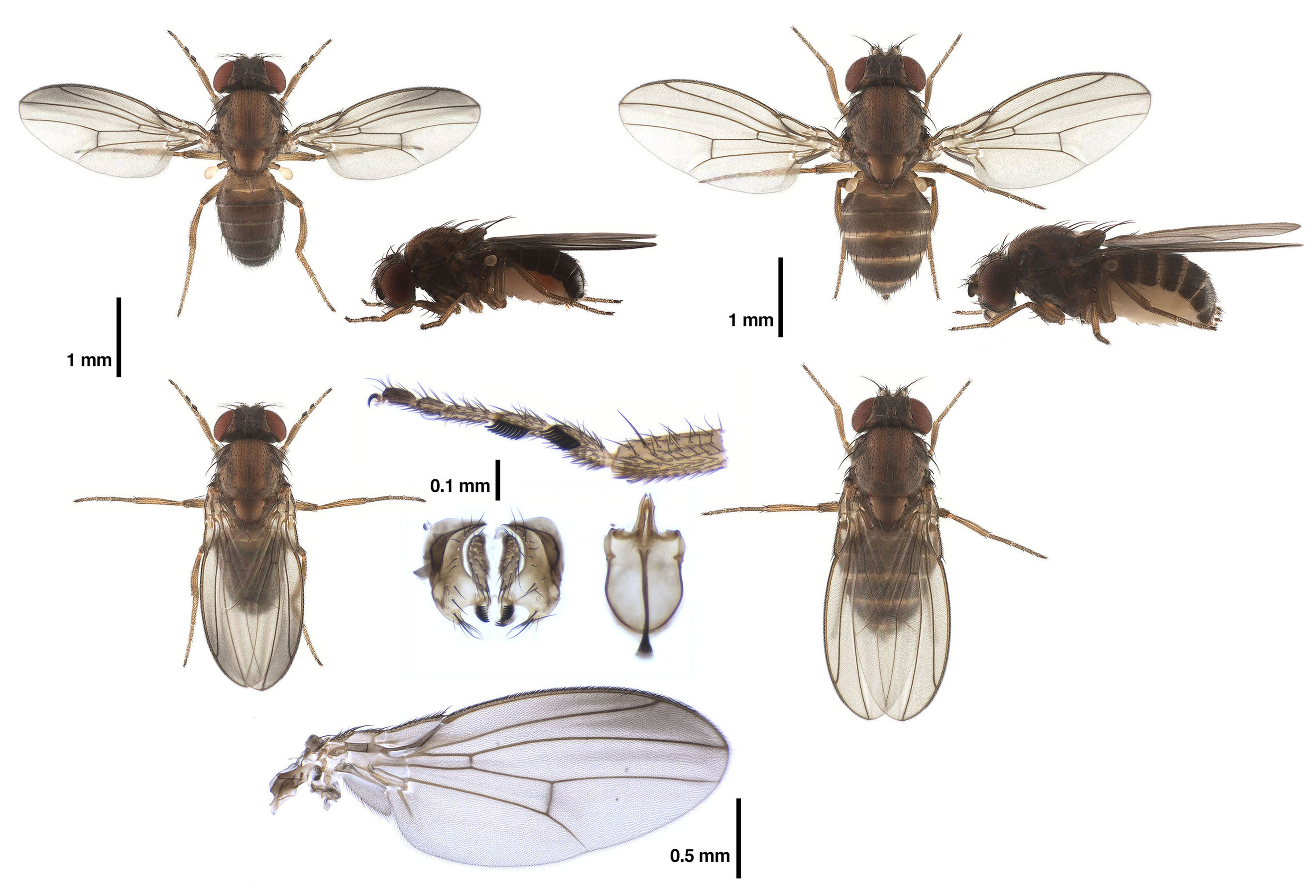 Drosophila tristis_line01