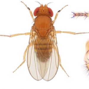 Drosophila (Sophophora) bipectinata-NCBSisoFline01_plate_small