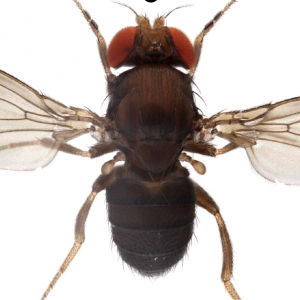 Drosophila carrolli