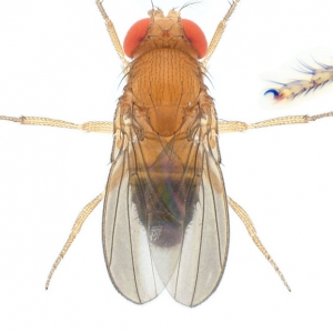 Drosophila (Sophophora) eugracilis-NCBSisoFline09_plate_small