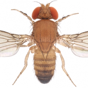 Drosophila rhopaloa