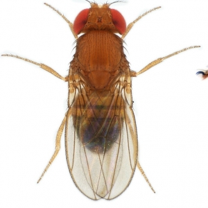 Drosophila (Sophophora) sp01-NCBSisoFline01_plate_small