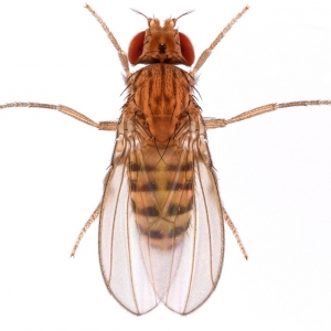 Drosophila buskii_ 1x16_plate_small