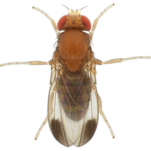 Drosophila elegans HK-iso1 genome male 1x12,5 dorsal-enhanced