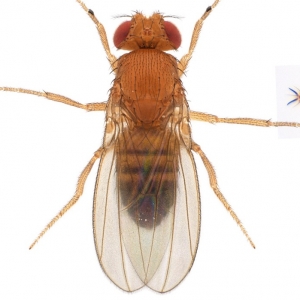 Drosophila melanogaster-NCBSisoFline01_plate_small