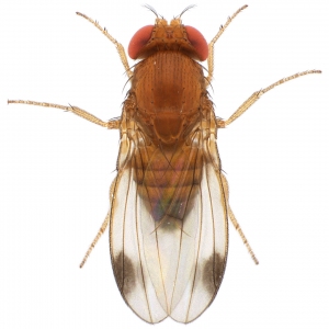 Drosophila pulchrella male 1x12,5 dorsal-enhanced