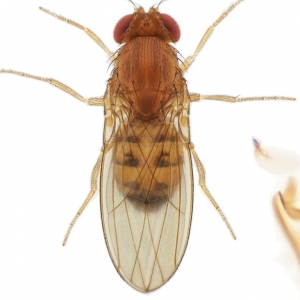 Drosophila sp-Valleraugue_small