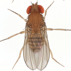 Drosophila sucinea