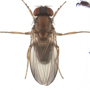 Drosophila tristis_line01