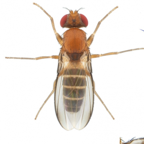 Chymomyza-costata-male_small
