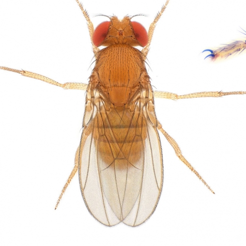 Drosophila (Sophophora) ananassae-NCBSisofemale line02_small