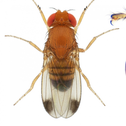 Drosophila (Sophophora) biarmipes-NCBSisoFline11_small