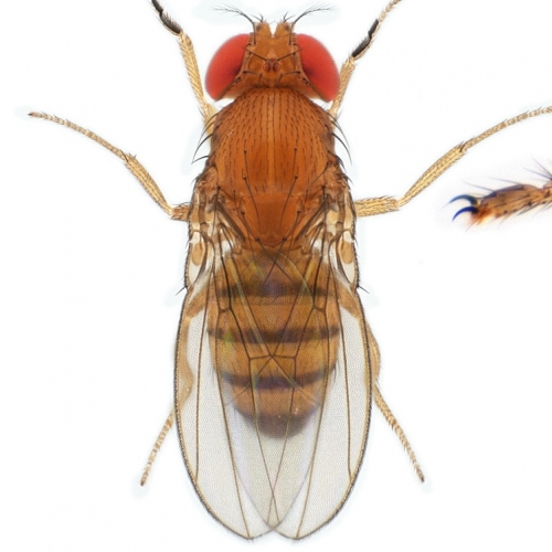 Drosophila (Sophophora) jambulina-NCBSisoFline01_plate_small