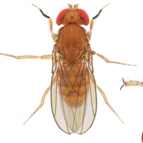 Drosophila (Sophophora) kikkawai-NCBSisoFline02_plate_small