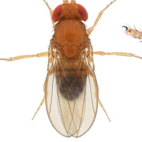 Drosophila (Sophophora) malerkotliana-isofemale line01_plate_small