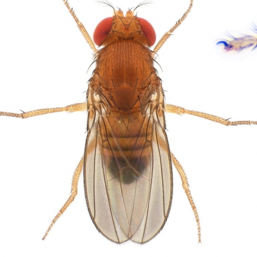 Drosophila (Sophophora) takahashii-NCBSisoFline01_plate_small