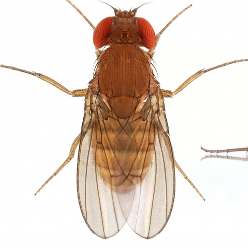 Drosophila-albomicans_male