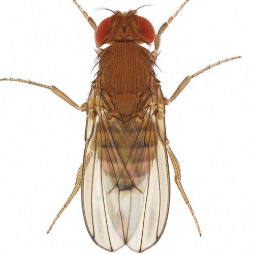 Drosophila immigrans_plate_small