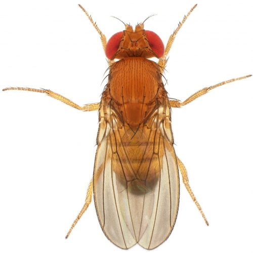 Drosophila lutescens male 1x12,5 dorsal-enhanced