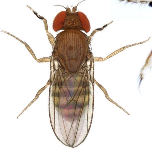 Drosophila-mylenae_plate-scaled