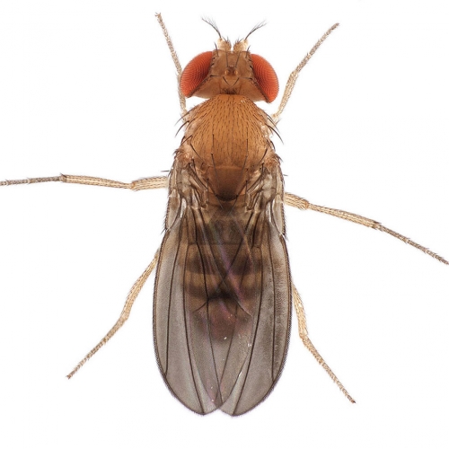 Drosophila nebulosa