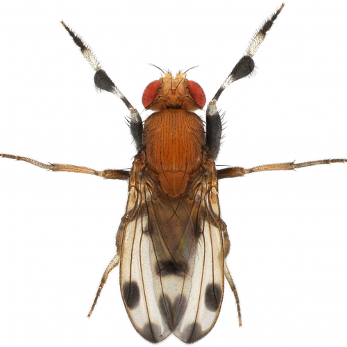 Drosophila prolongata male 1x8 dorsal