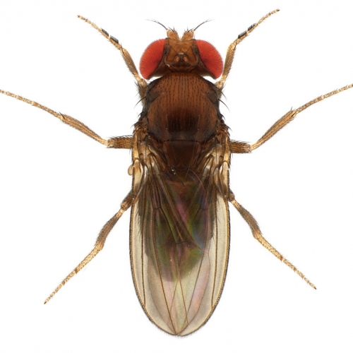 Drosophila rhopaloa KB866 male 1x10 dorsal-enhanced