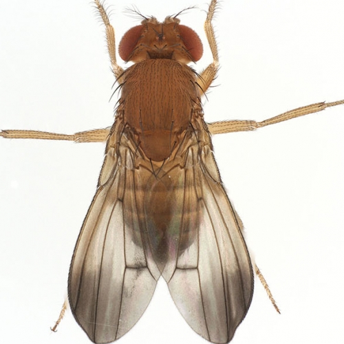 Drosophila ustulata