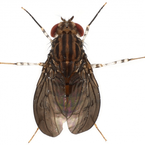 Samoaia attenuata-1x8-m01dorsal-enhanced