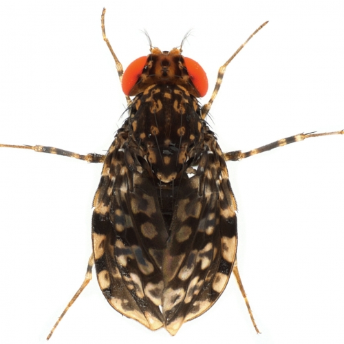 Samoaia ocellaris-1x8-f01dorsal-enhanced
