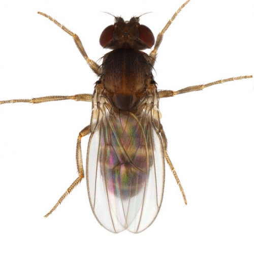 Scaptodrosophila lebanonensis_plate_small