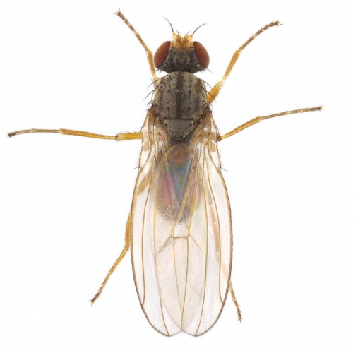 Scaptomyza pallida male_small