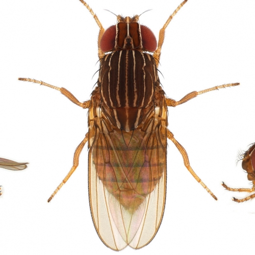 Zaprionus bogorensis_small