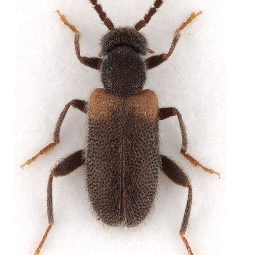 Elonus chisosensis Werner, 1992