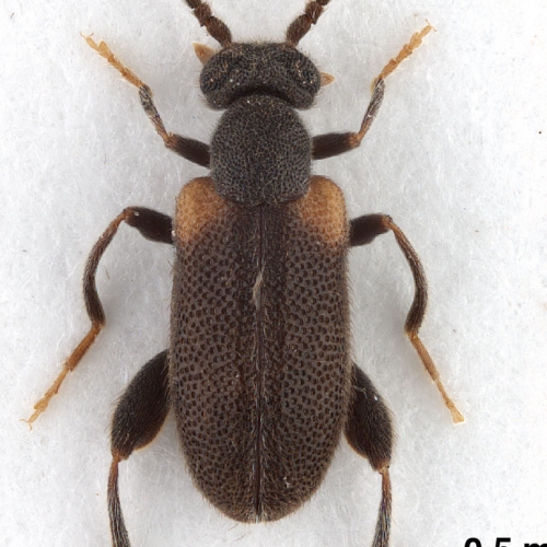 Elonus gruberi Gompel, 2017