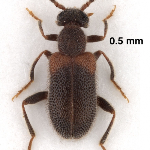 Elonus simplex Werner, 1992