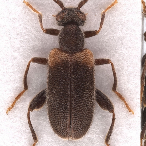 Elonus basalis (LeConte, 1855)