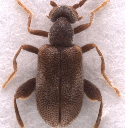 Elonus nebulosus (LeConte, 1875)