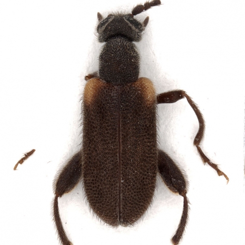 Elonus mexicanus (Champion, 1893) – type