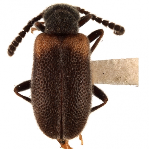 Elonus basalis (LeConte, 1855)