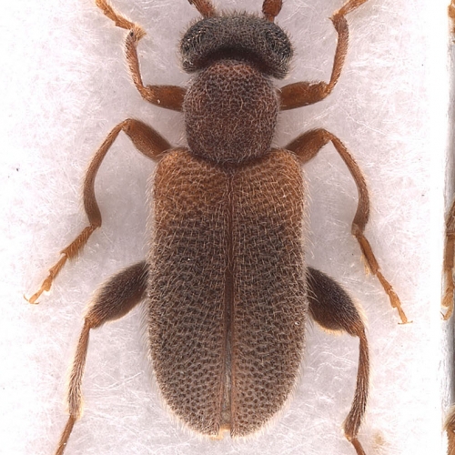 Elonus hesperus Werner, 1990