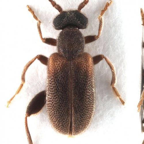 Elonus hesperus Werner, 1990